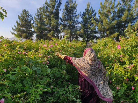 Scentient Cultures: rebuilding, rewilding, enlivening, creating local prosperity