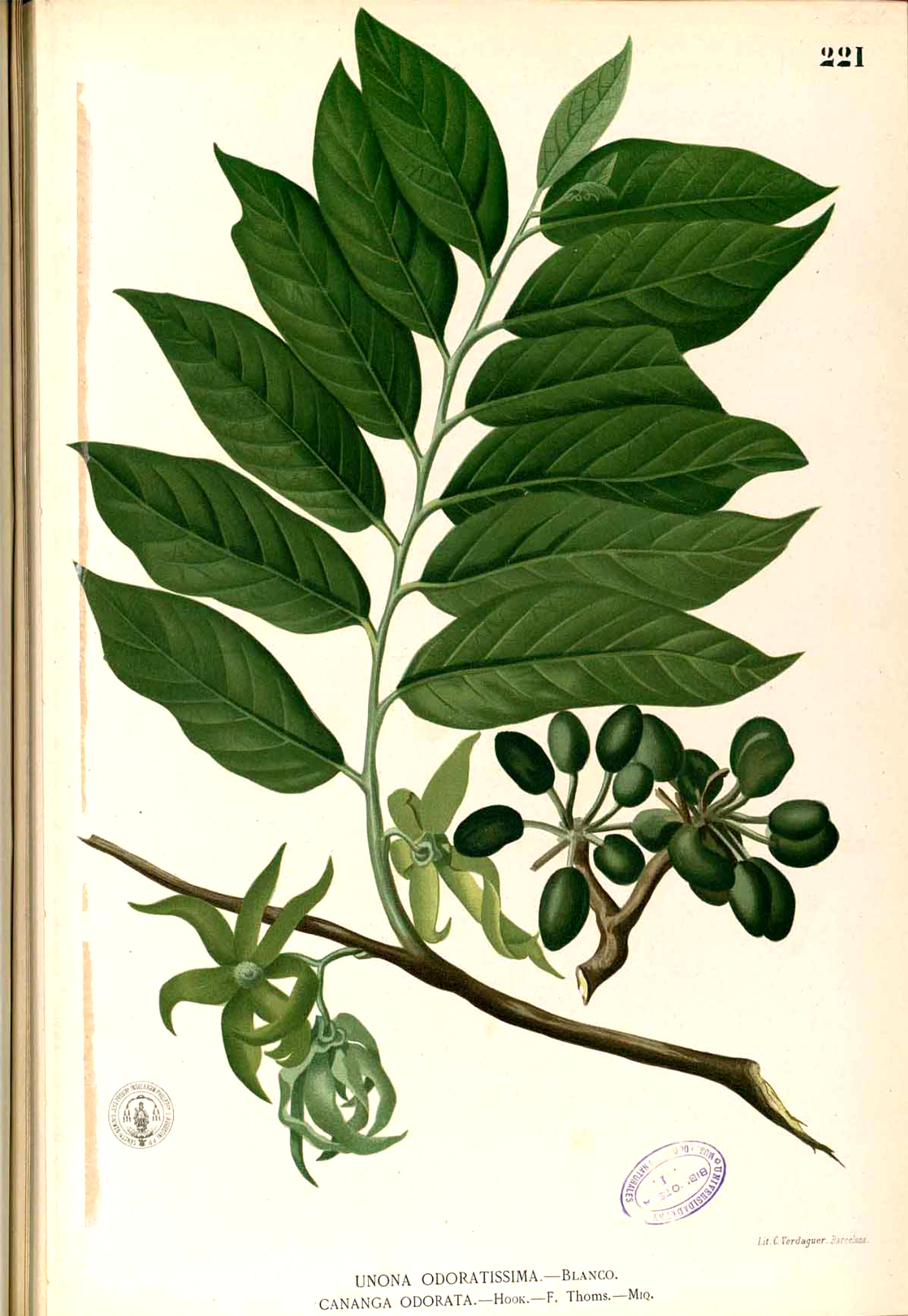 UNIQUE YLANG YLANG - Artisan, Wild, Melanesia