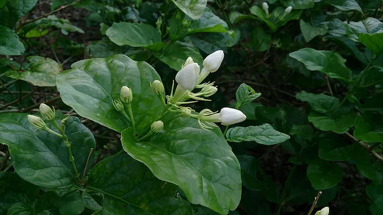 ABSOLUE de SAMBAC - Jasminum sambac in vintage Sandalwood oil