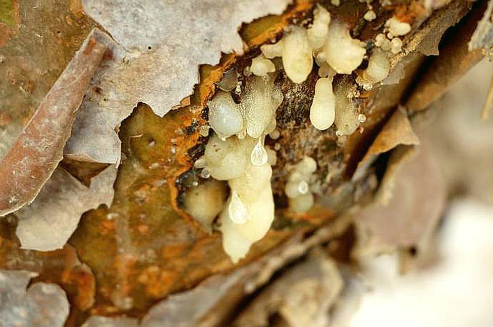 SACRED GREEN HOJARI - Highest grade B. Sacra / Frankincense / Oliban from Oman