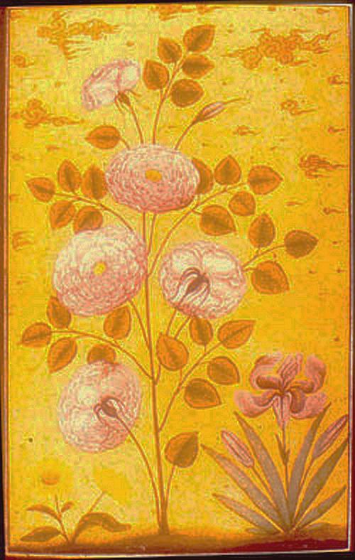 THE SAFFRON & THE ROSE - Luminous Union in Vintage Sandalwood Oil
