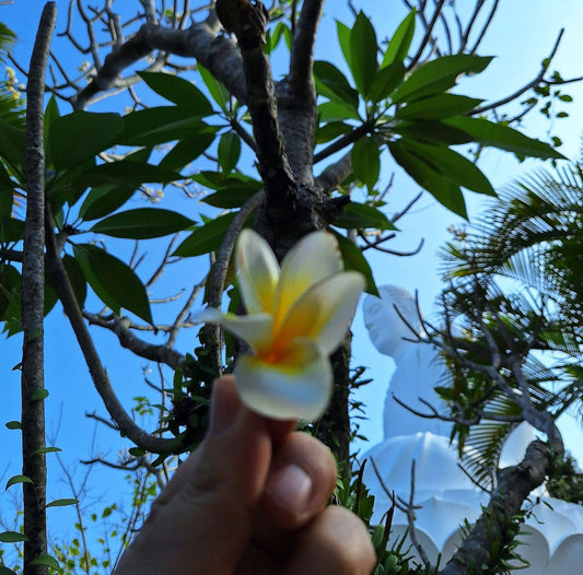 PLUMERIA LIGHT : Frangipani Essential Oil Diluted in jojoba oil.
