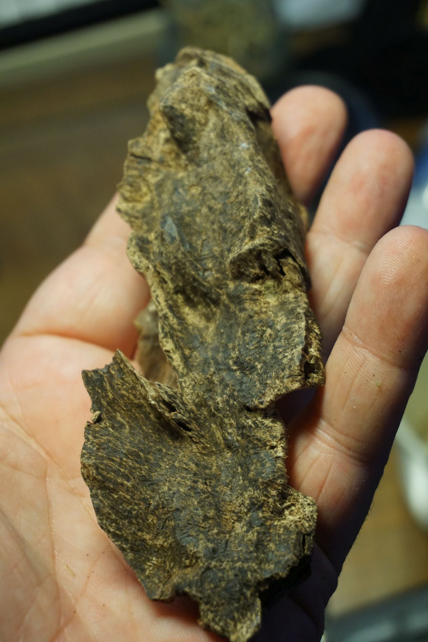 WILD KOH-KONG : sweet delicious agarwood / oud chips from cambodia (A. crassna / single tree)