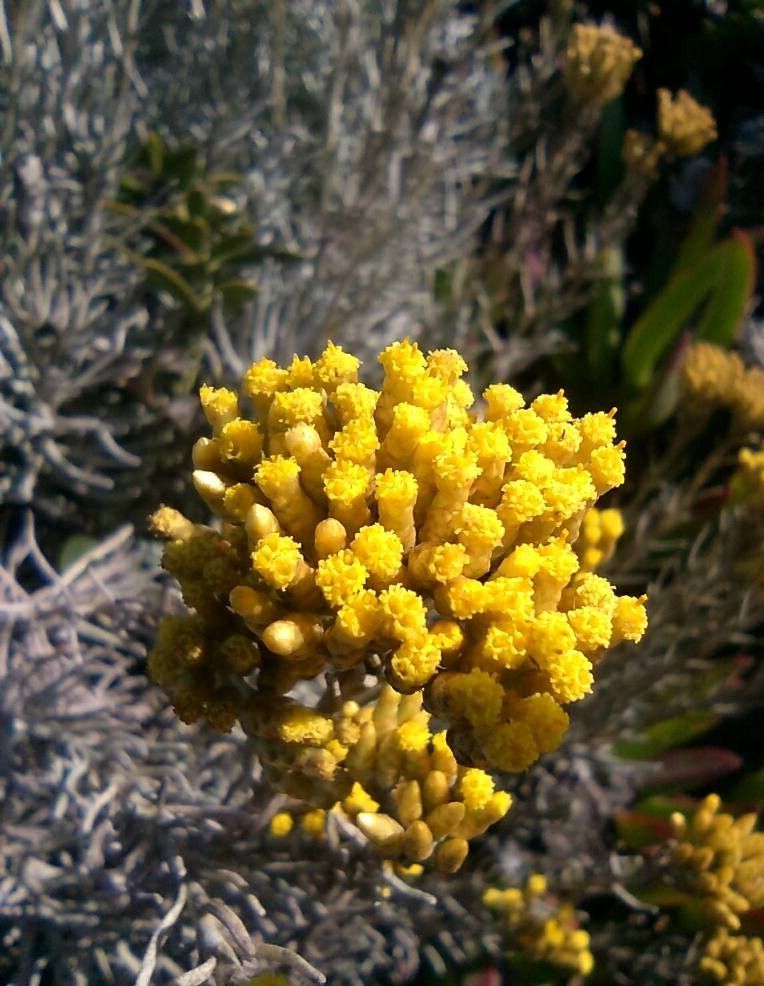 L'IMMORTELLE - Delicious wild artisan Helichrysum italicum Essential oil