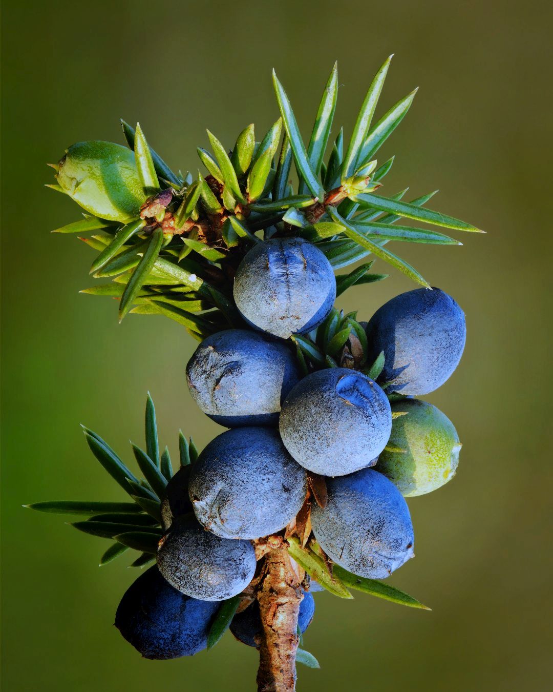 WILD JUNIPER - Quality Artisan Essential Oil from the South of France