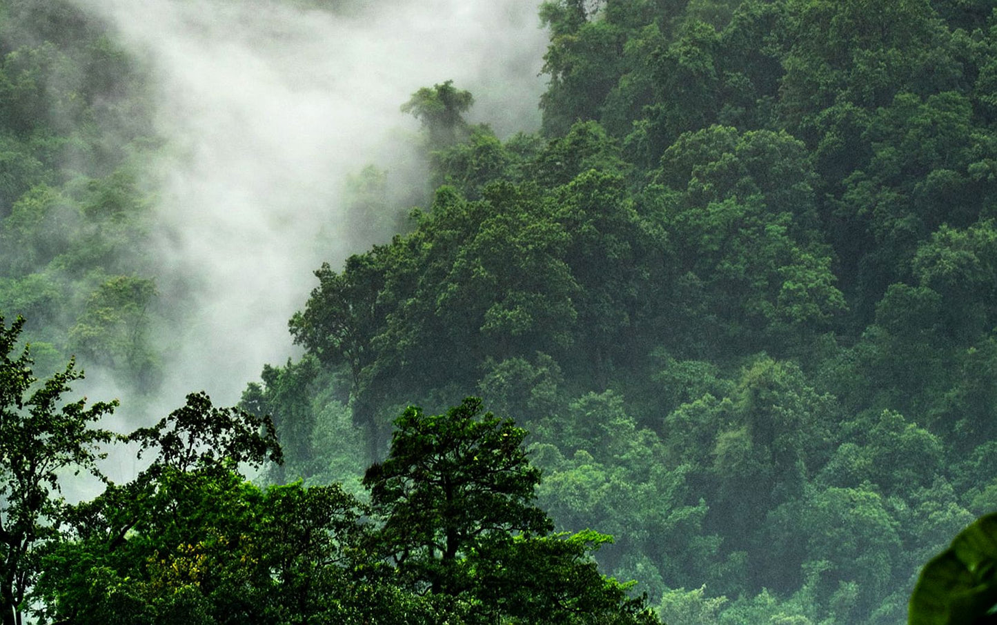 BLACK DIAMOND - A Mesmerizing Artisan Cambodi Oud Oil (Wild / Single Tree)
