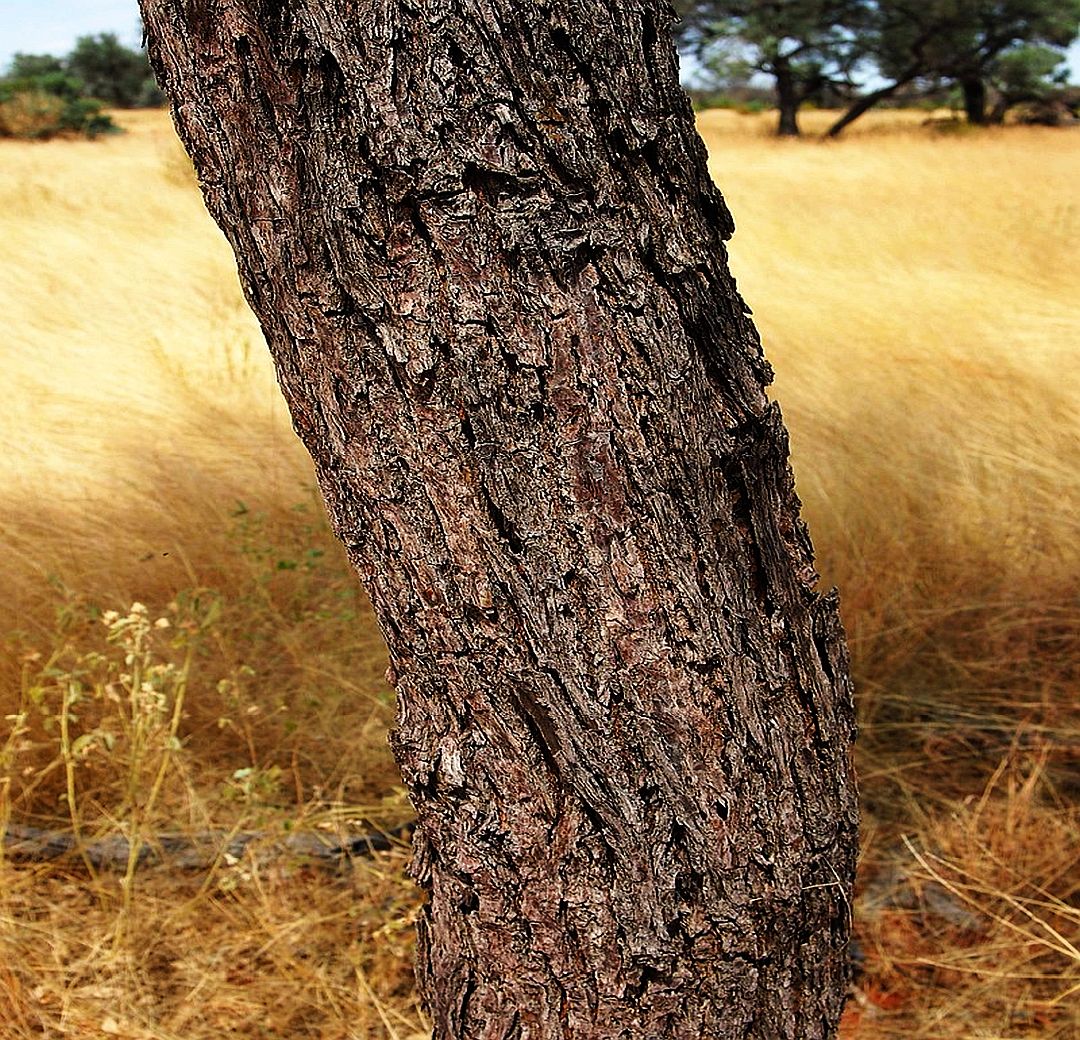BURDARDU - Artisan Wild Santalum Lanceolatum Oil (Sandalwood species native to Oceania)