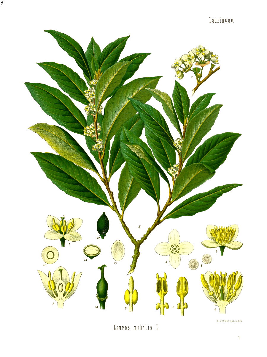 LAURUS NOBILIS - Caeasar's Crown (100% pure and natural essential oil of bay laurel leaf)