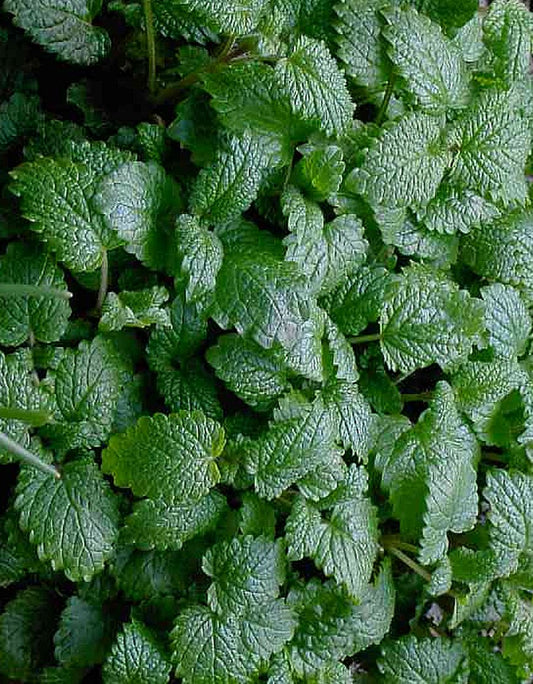 MELISSA - Quality Organic Lemonbalm Essential oil from Greece