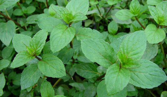 ARTISAN PEPPERMINT Oil - Round and balanced with floral notes, France, Organic