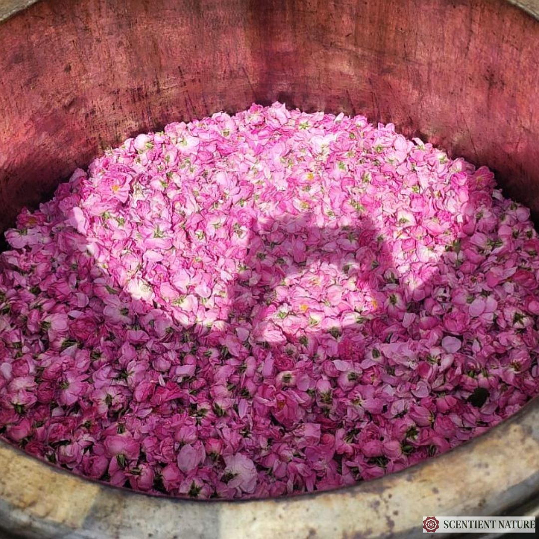VINTAGE ROSE - Cured Rosa damascena Otto / essential oils form our production
