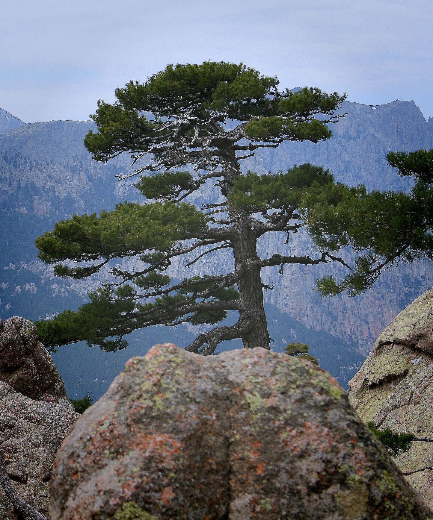 MEDITERRANEAN PINE - An Essential Oil with rich fragrant nuances (wild / artisan)