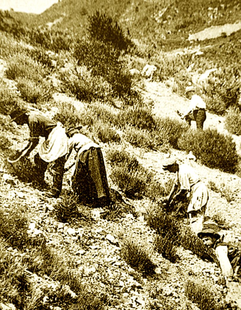 WILD MOUNTAIN LAVENDER - Divinely Textured artisan oil from the Southern French Alps