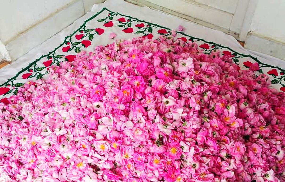 ROSE des VENTS (Windrose) - Our hypnotic in-house AMBERGRIS & ROSE attar, 100% pure & natural