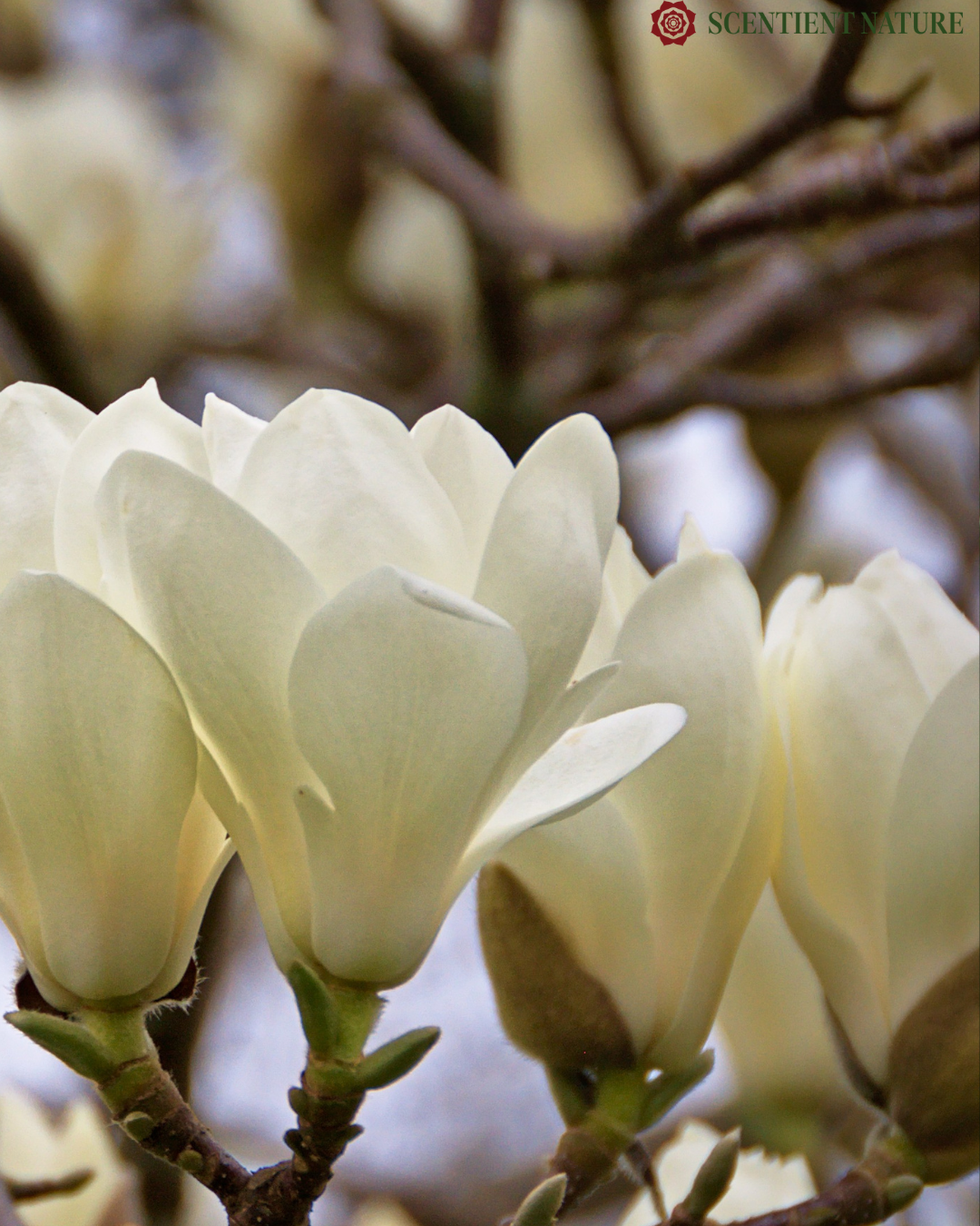 MAGNOLIA BLANC - White Champaca (Magnolia) in Vintage Sandalwood Oil