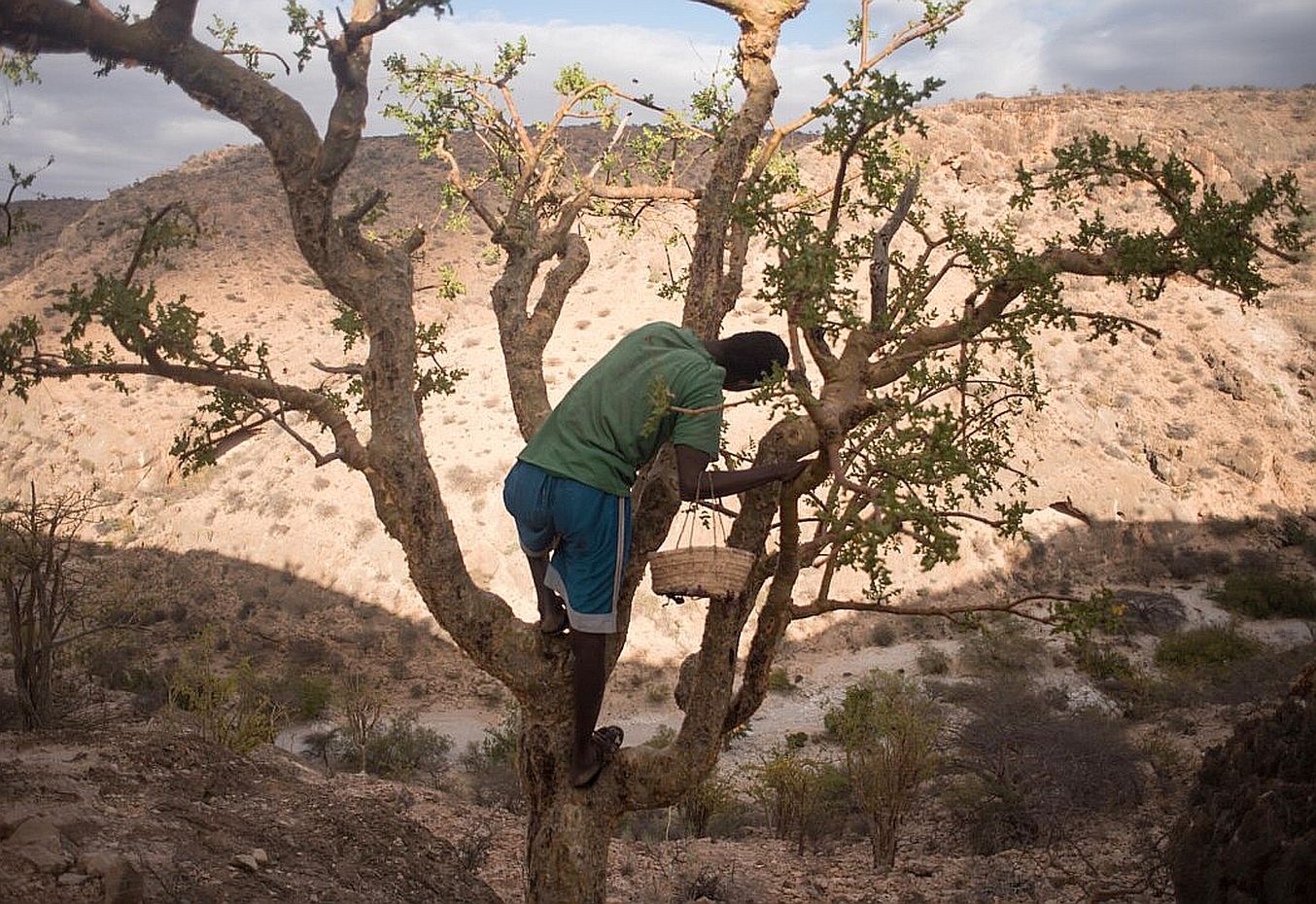 SOMALI FRANKINCENSE ESSENTIAL OIL - Boswellia carterii (Somaliland)