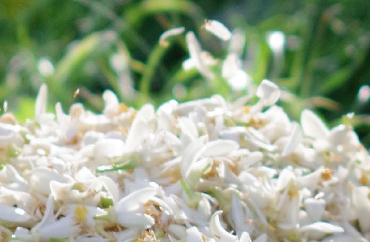 NEROLI BOUQUETIER RESERVE : Orange Blossom Quintessence (100% pure, natural and organic essential oil)