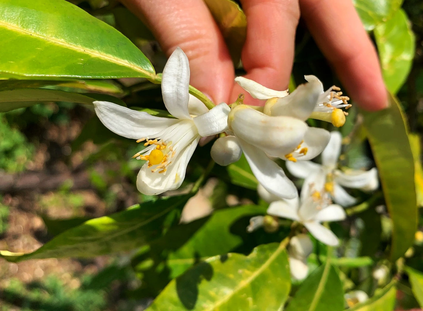 NEROLI BOUQUETIER RESERVE : Orange Blossom Quintessence (100% pure, natural and organic essential oil)