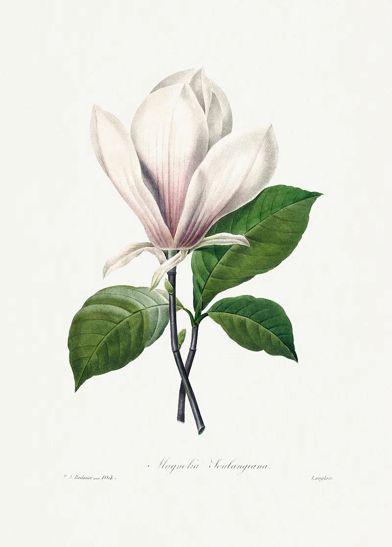 MAGNOLIA BLANC - White Champaca (Magnolia) in Vintage Sandalwood Oil