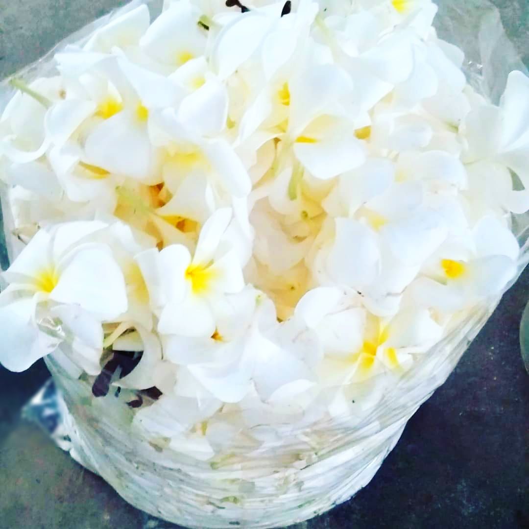 TROPICAL QUEEN : FRANGIPANI - Tīpaniē / plumeria 100% Pure Essential Oil (a rarity)