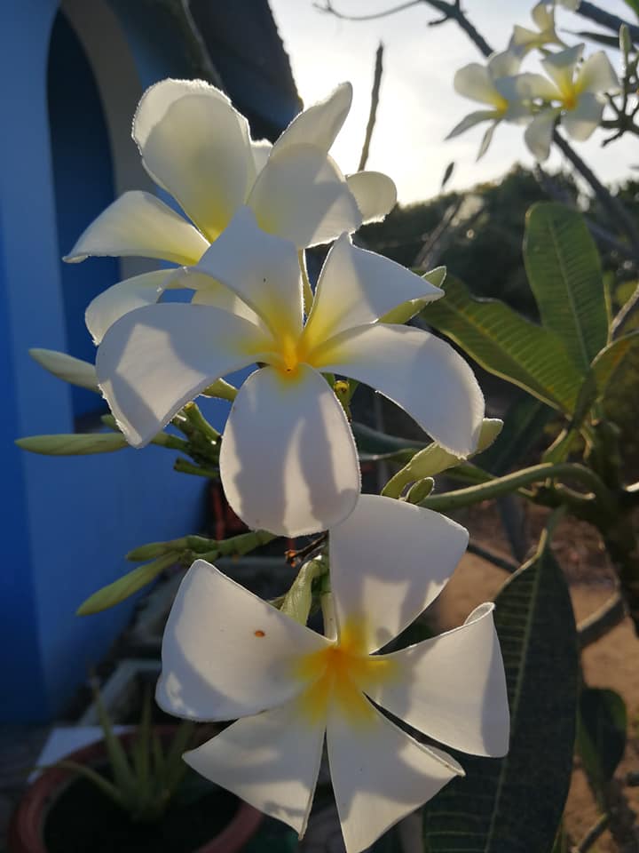 TROPICAL QUEEN : FRANGIPANI - Tīpaniē / plumeria 100% Pure Essential Oil (a rarity)