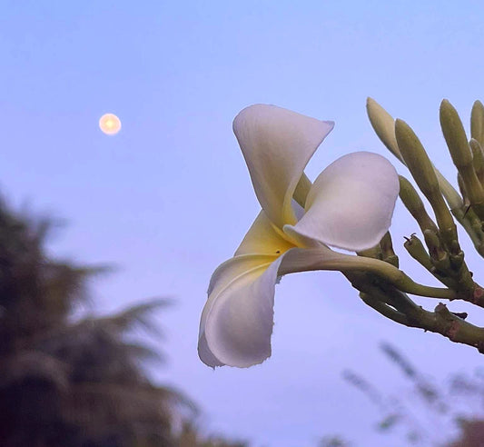 TIARE de SANTAL : Frangipani Essential Oil in vintage Sri Lankan Sandalwood