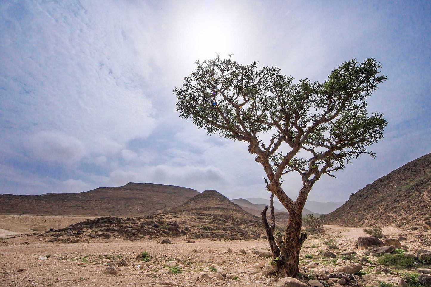 SOMALI FRANKINCENSE ESSENTIAL OIL - Boswellia carterii (Somaliland)