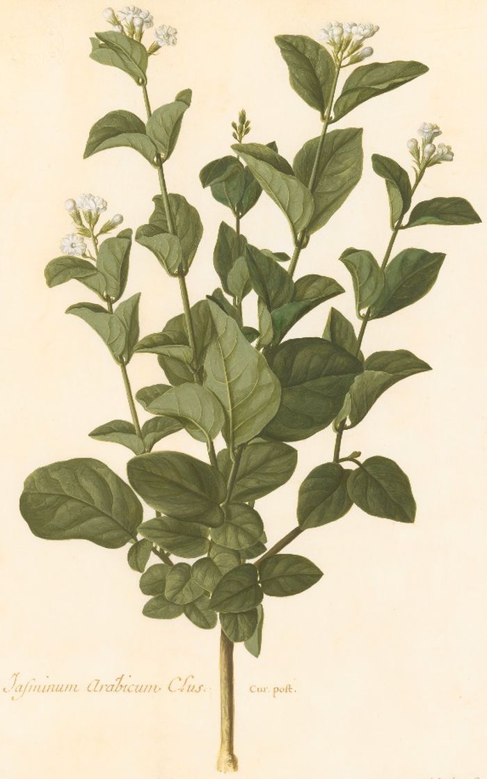 ABSOLUE de SAMBAC - Jasminum sambac in vintage Sandalwood oil