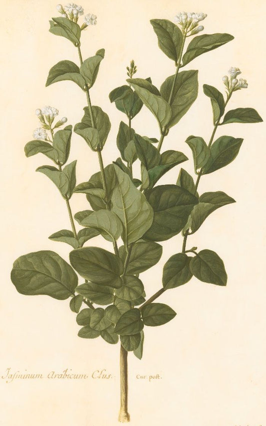 ABSOLUE de SAMBAC - Jasminum sambac in vintage Sandalwood oil