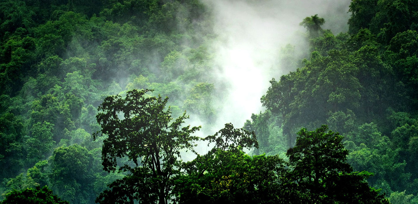 FEUX de KAMPOT - A radiant wild Cambodi oud oil