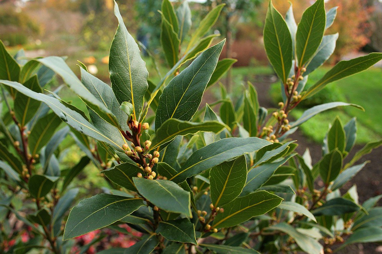 LAURUS NOBILIS - Caeasar's Crown (100% pure and natural essential oil of bay laurel leaf)