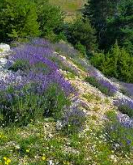 WILD MOUNTAIN LAVENDER - Divinely Textured artisan oil from the Southern French Alps