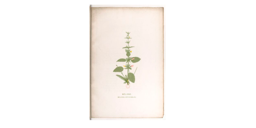 SWEET HONEY LEAF - Our Remarkable Melissa Reserve Pure Essential Oil (lemon balm)