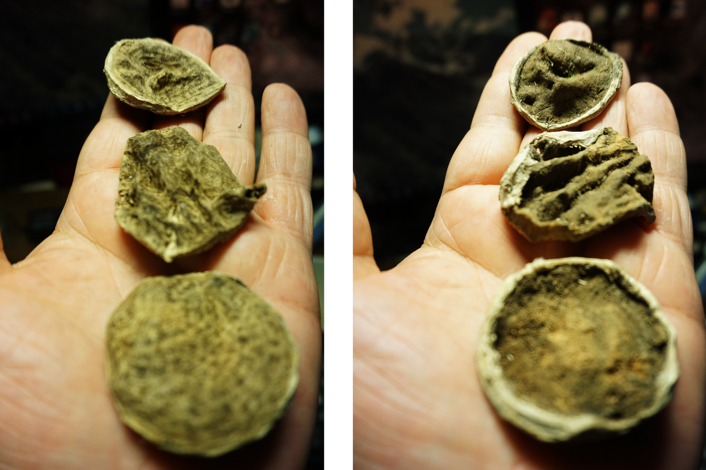KHAHN HOA JUNGLE - wild Agarwood / Oud chips (multiple trees)