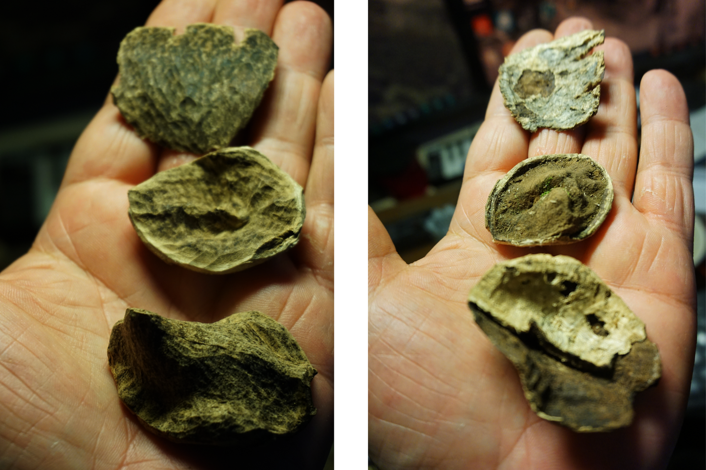 KHAHN HOA JUNGLE - wild Agarwood / Oud chips (multiple trees)