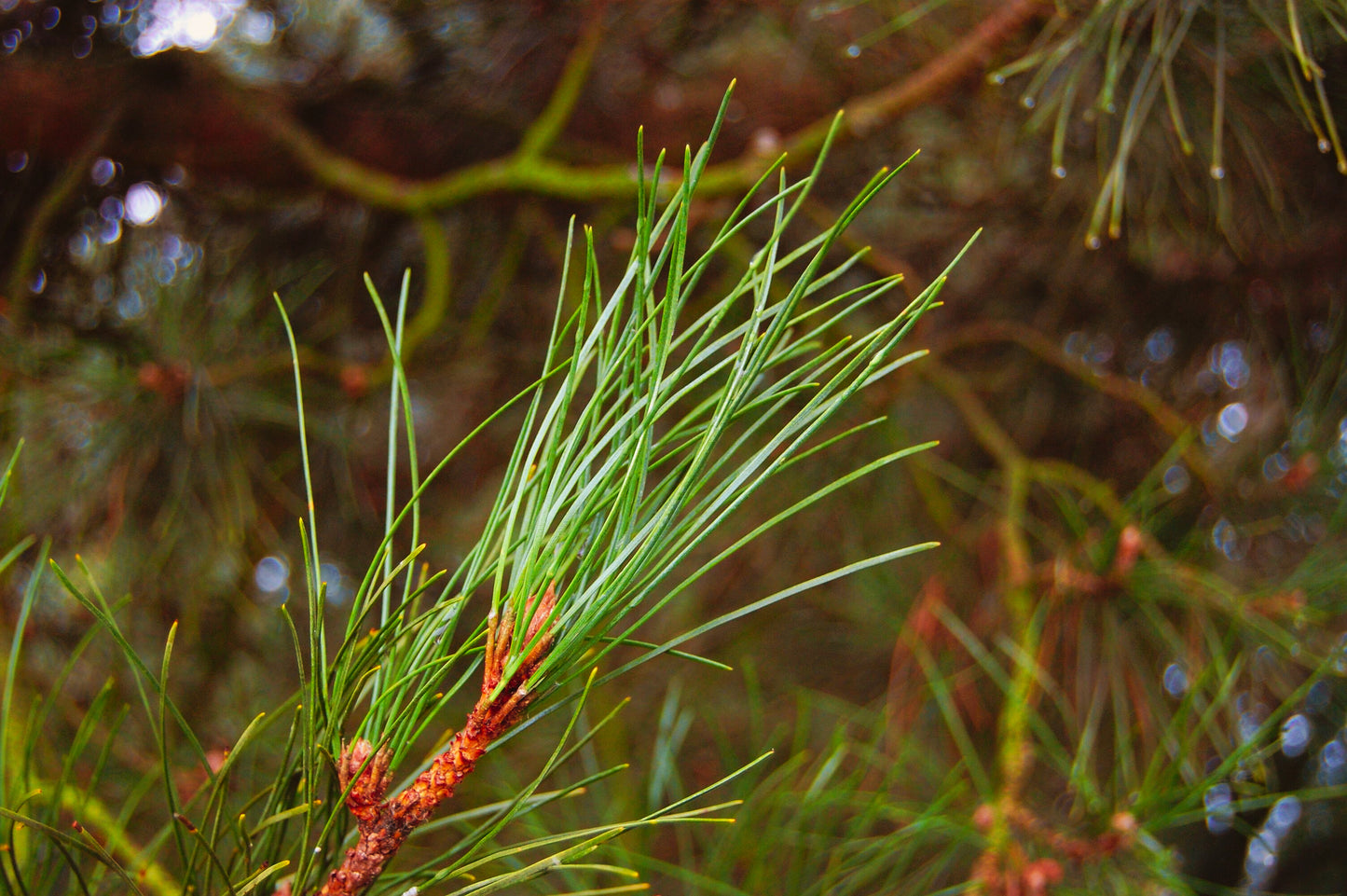 MEDITERRANEAN PINE - An Essential Oil with rich fragrant nuances (wild / artisan)