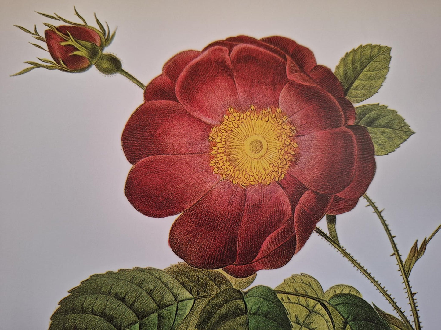 QVINTET No1 - Rosa Imperiosa