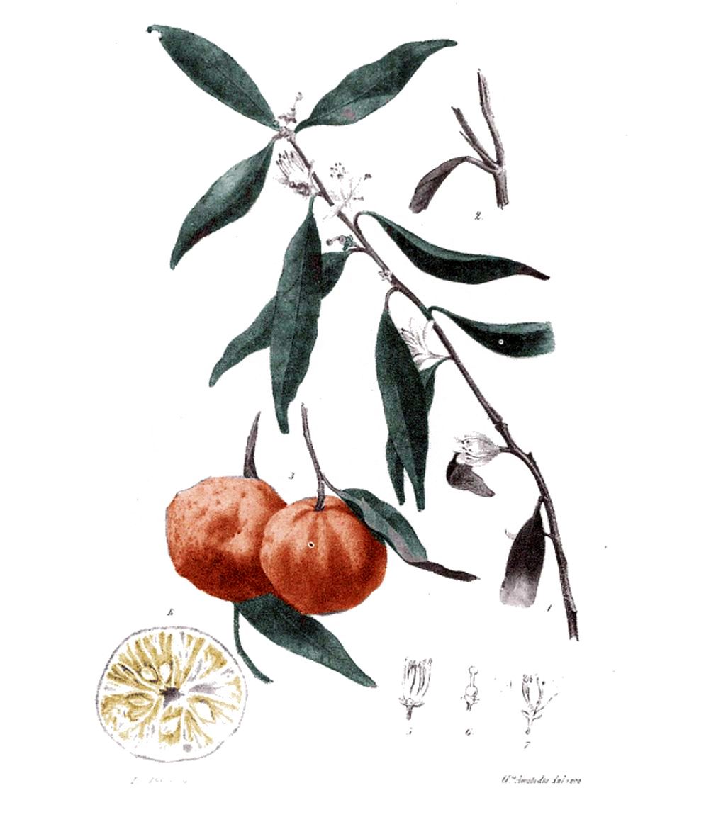 TANGERINE DREAM - Luscious Mediterranean Tangerine Petigrain