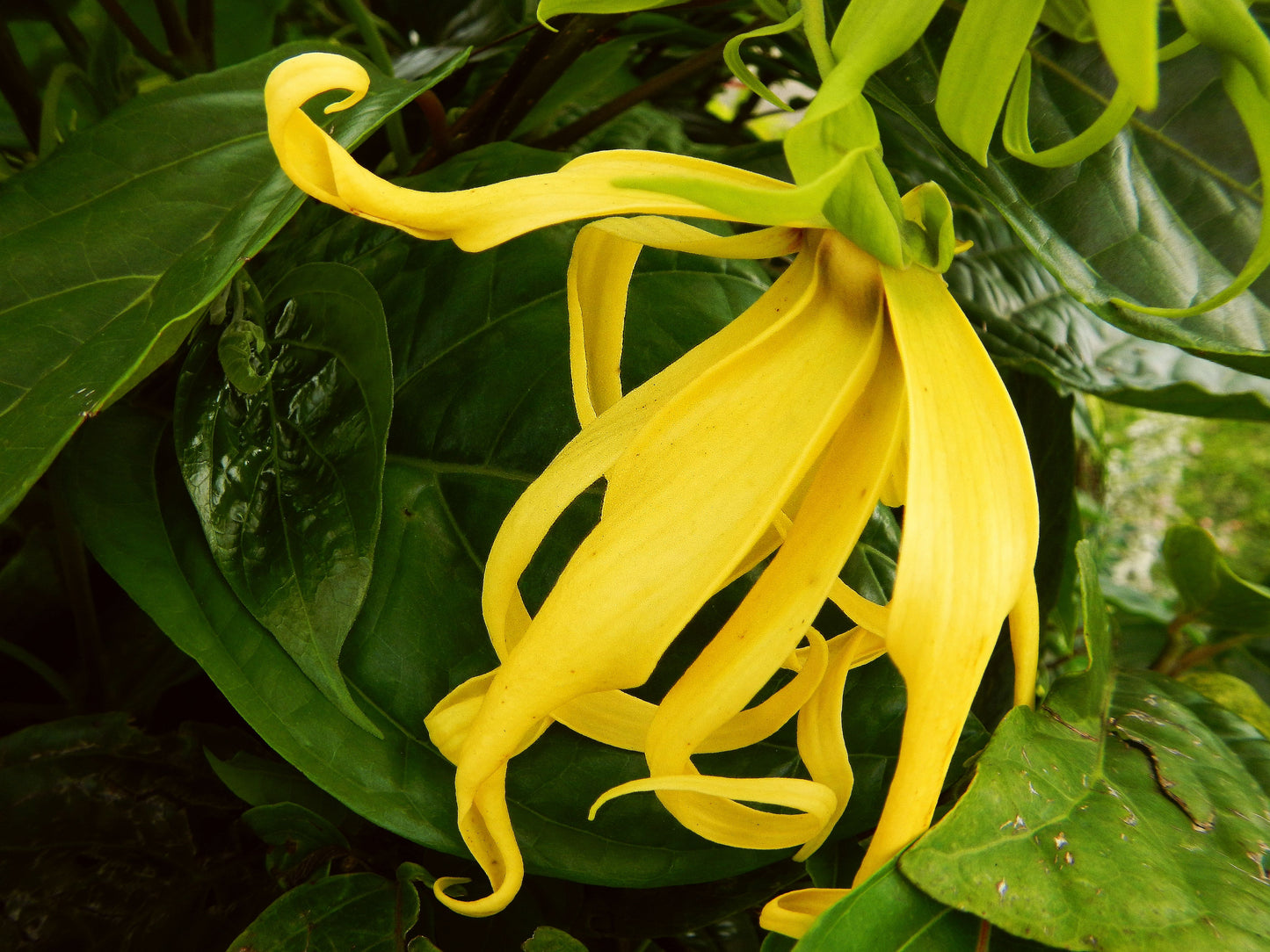 UNIQUE YLANG YLANG - Artisan, Wild, Melanesia