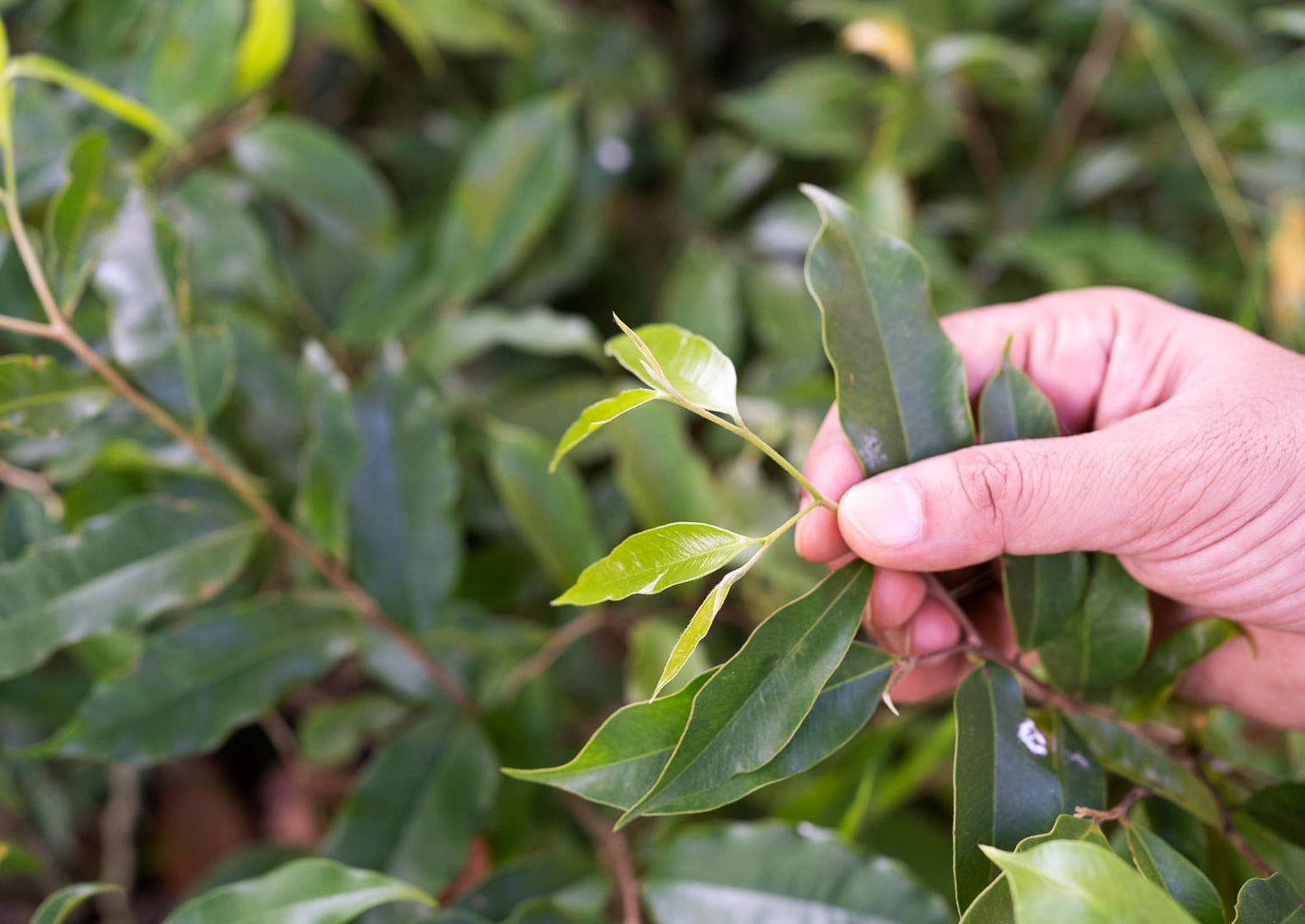 'OUD TEA' - Aquilaria Malaccensis leaves from Assam cured as delicious tea