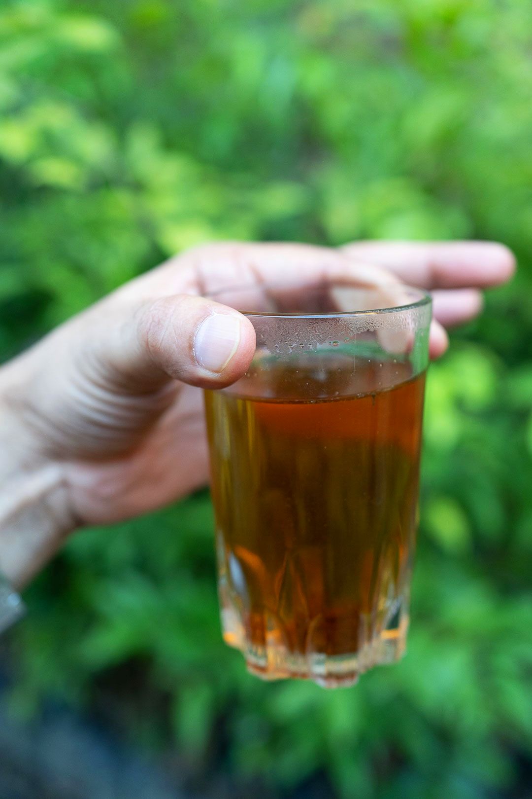 'OUD TEA' - Aquilaria Malaccensis leaves from Assam cured as delicious tea