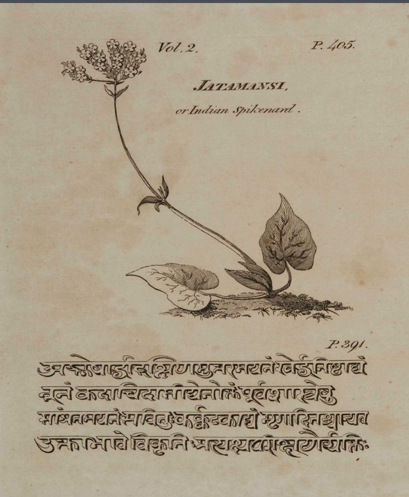 JATAMANSI EMERALD - Spikenard mounted on a Fragrant Crown of Oud, Orris and Ambrette