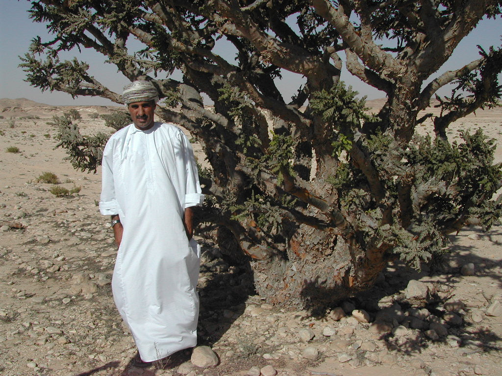 SACRED GREEN HOJARI - Highest grade B. Sacra / Frankincense / Oliban from Oman