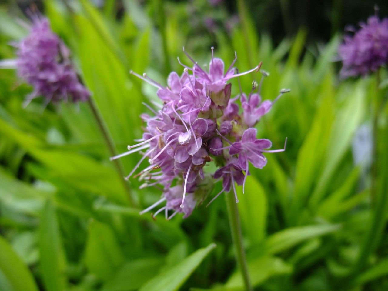 JATAMANSI EMERALD - Spikenard mounted on a Fragrant Crown of Oud, Orris and Ambrette