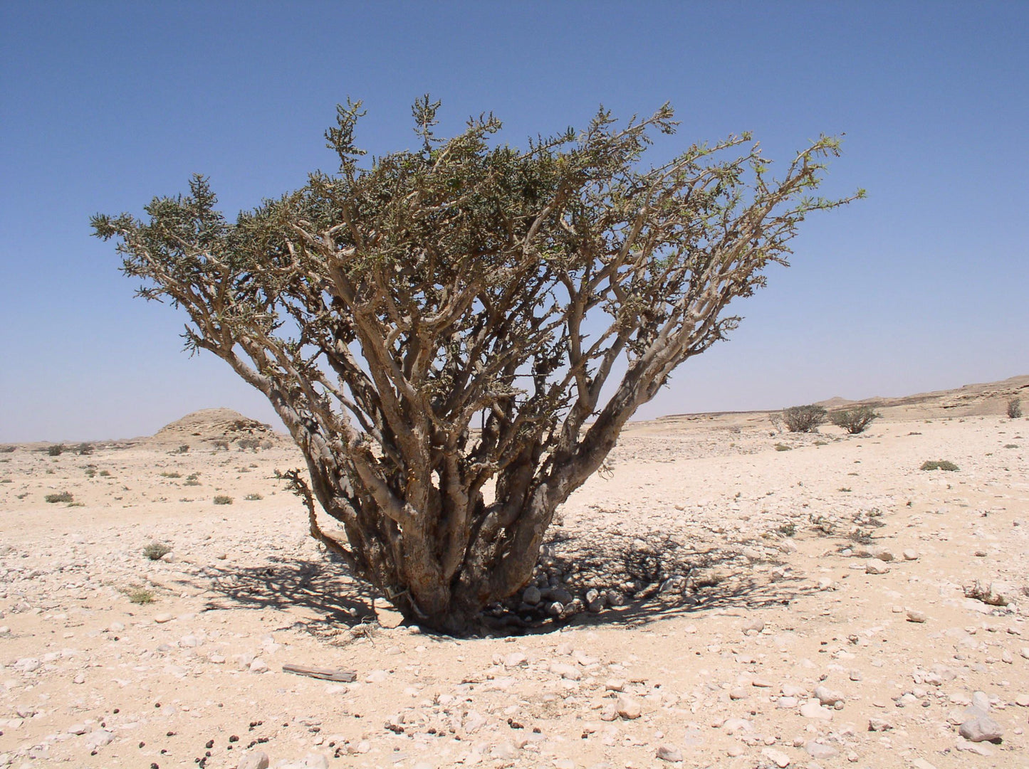 OMANI BLACK FRANKINCENSE - Surprising Boswellia Sacra black resin from Dhofar (Oman)