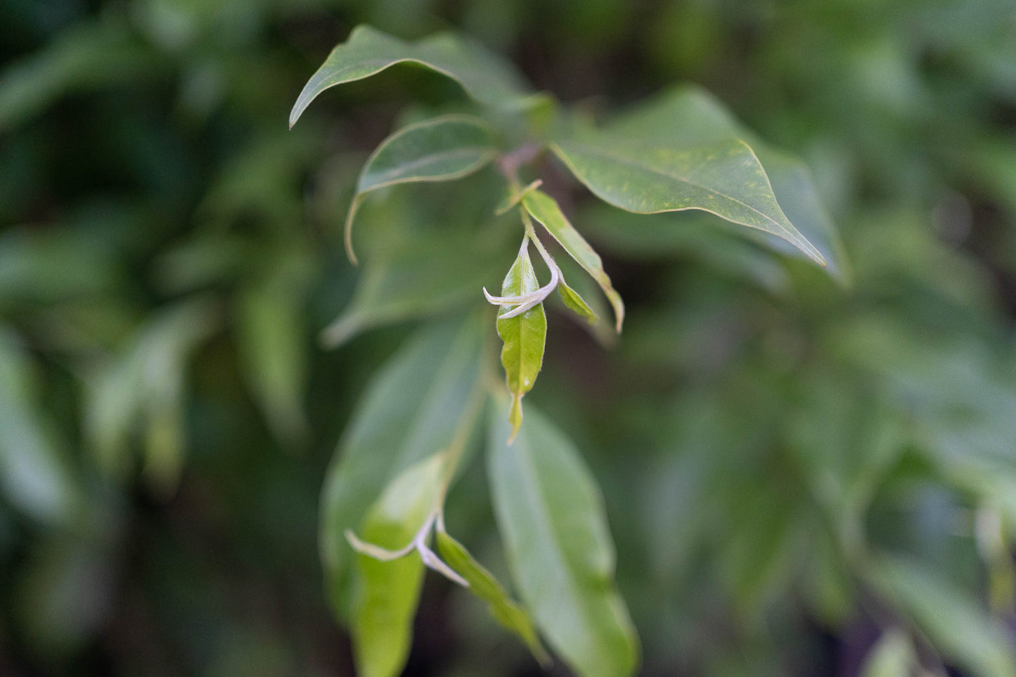 'OUD TEA' - Aquilaria Malaccensis leaves from Assam cured as delicious tea