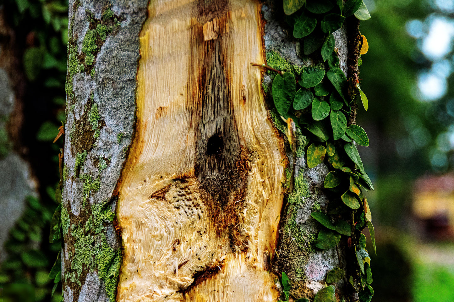 ASSAM AGARWOOD / OUD - Semi Wild QualityWood (100% Natural)