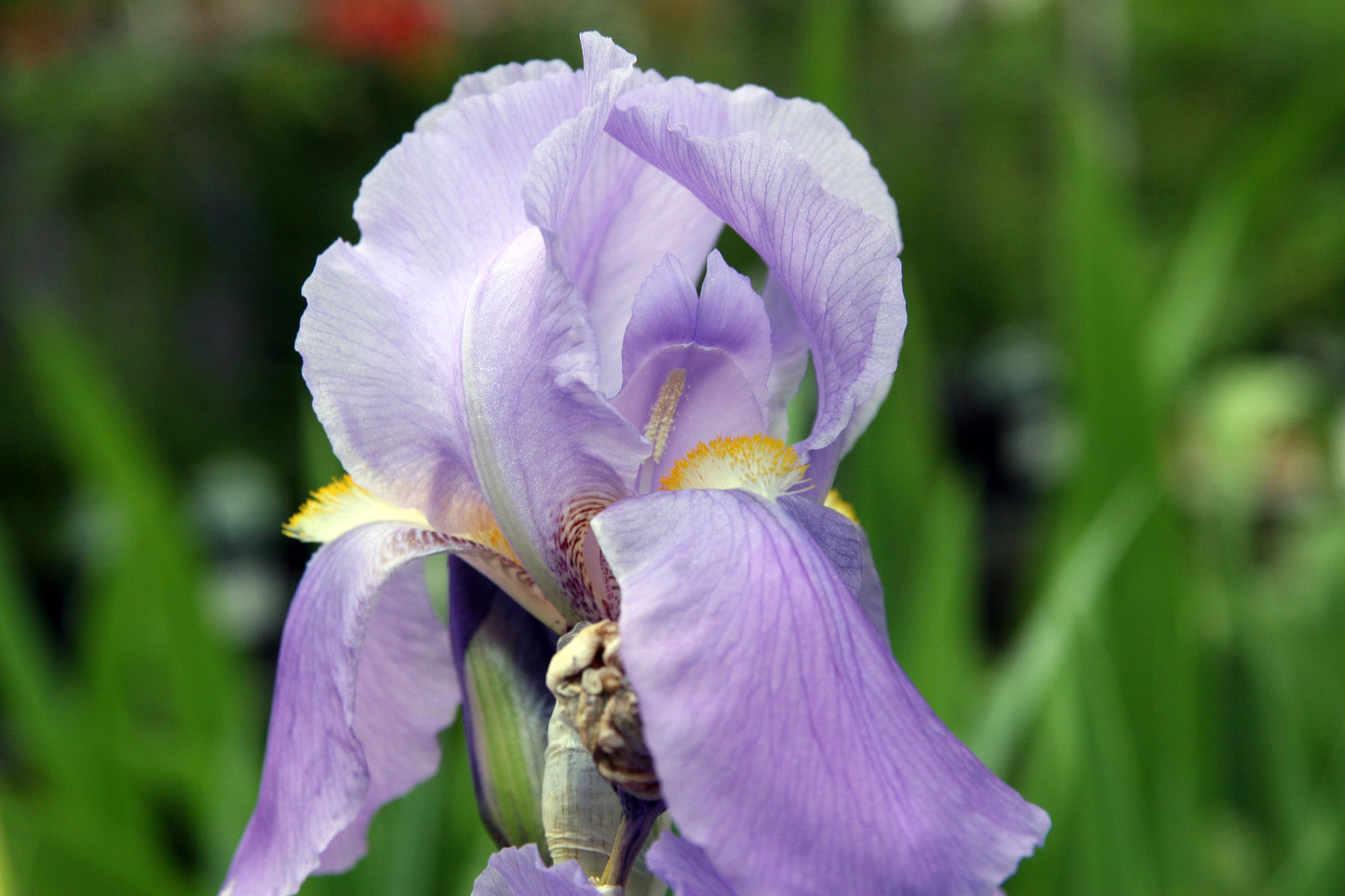 ORRIS POWDER - Pure organic Iris pallida rhizome powder