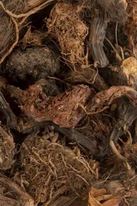 SPIKENARD - Divine Nard / Jatamansi pure oil from the Himalayas