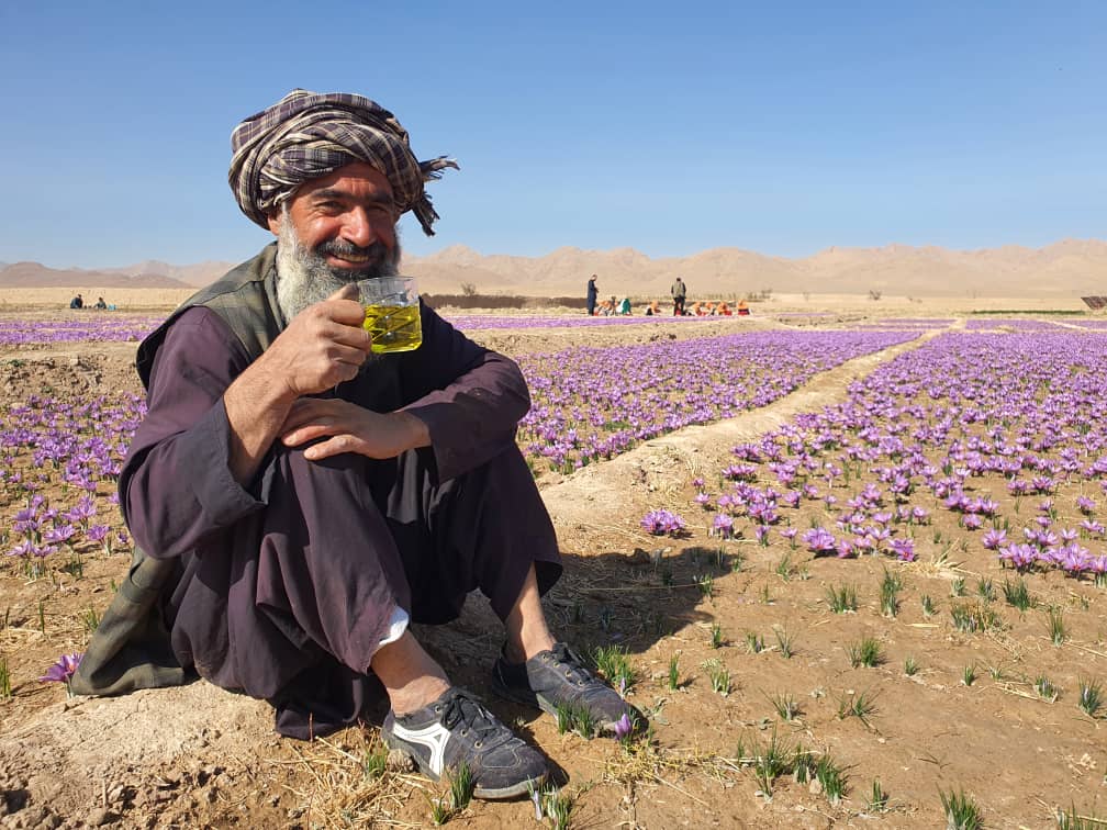 ROYAL SAFFRON - Our exceptional Saffron production